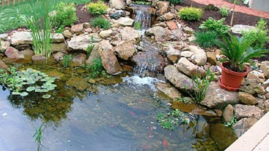 Cleaner Ponds – Your Guide to a Healthier, More Beautiful Water Feature