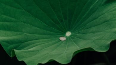 loyalty growth audience retention