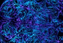 apex neural pulse technology