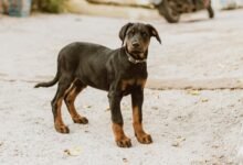 pet care alert system