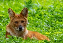 zenith contact number provided