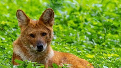 zenith contact number provided