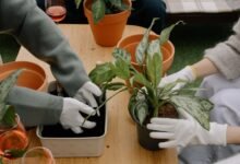 new gardening product benefits explained